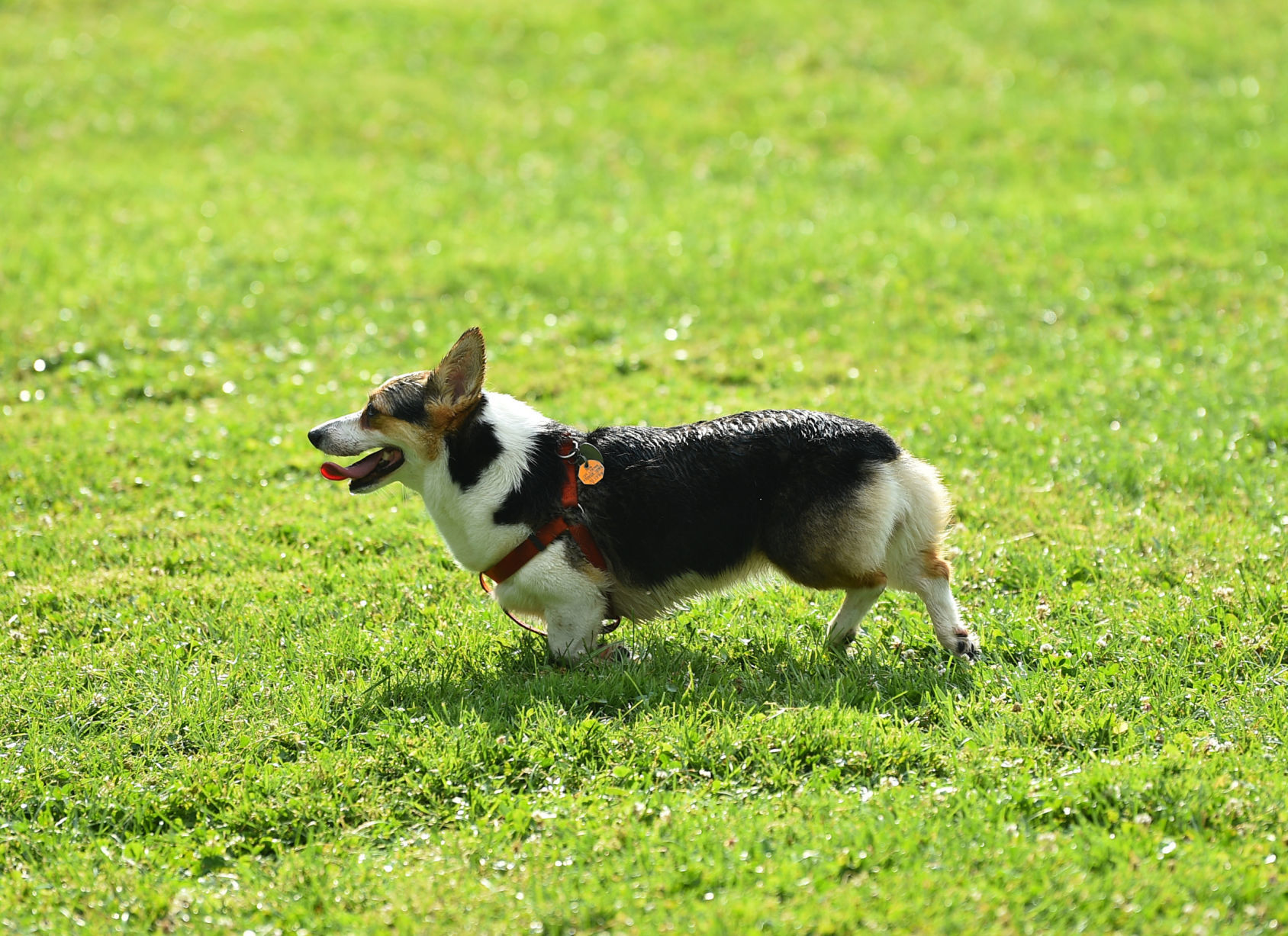 071019-mda-nws-dogpark-021a.JPG